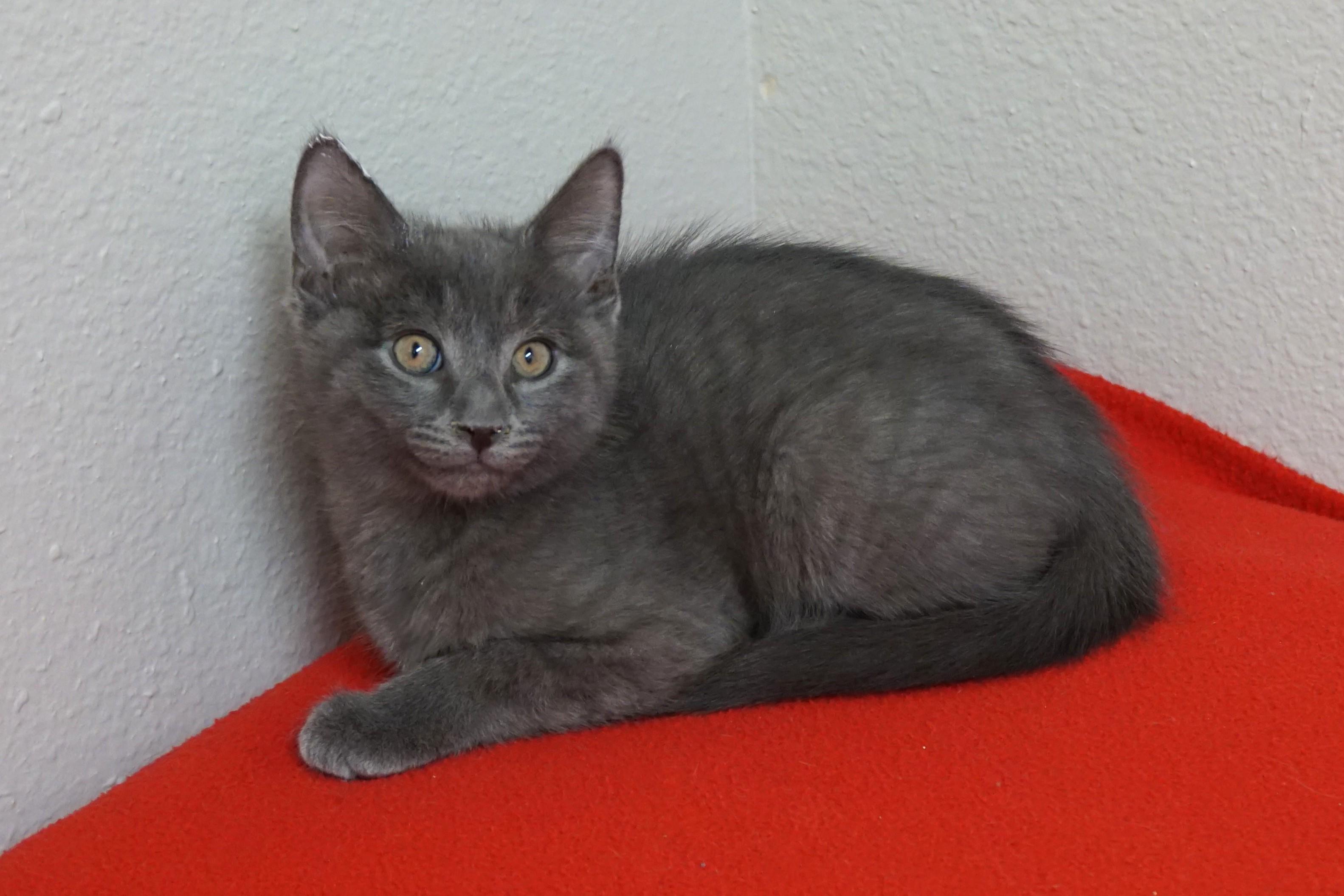 Enlarge Jude, a ADOPTABLE Domestic Short Hair in Fountain Hills, AZ image 4/5
