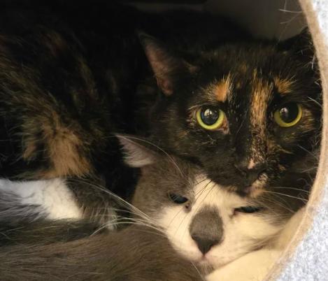 Anastasia & Miloh, ADOPTABLE, Adult Female Domestic Short Hair.