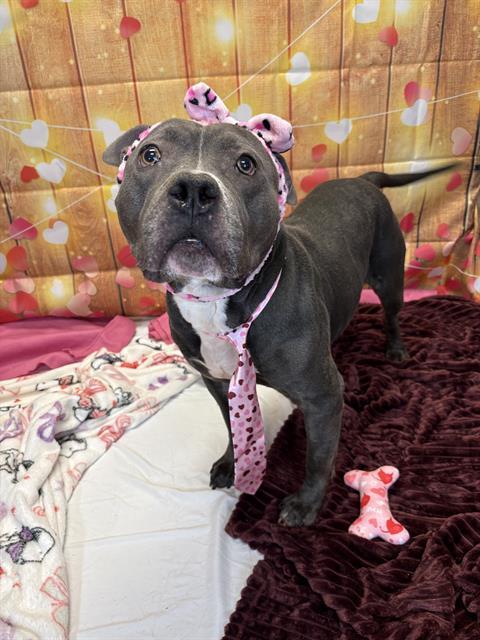 Enlarge UNICORN, a Adoptable Pit Bull Terrier in Indianapolis, IN image 1/1
