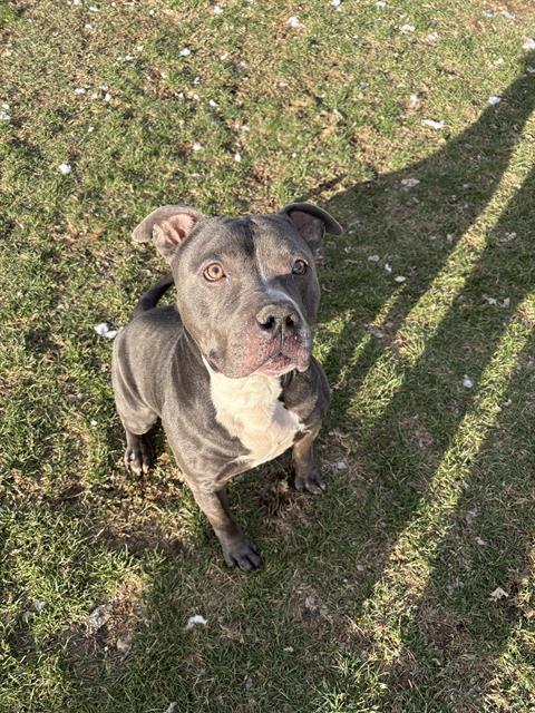 Enlarge UNICORN, a Adoptable Pit Bull Terrier in Indianapolis, IN image 1/1
