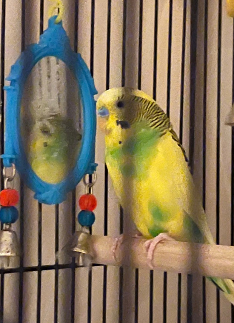 Duff, Adopted, Adult Male Parakeet (Other).