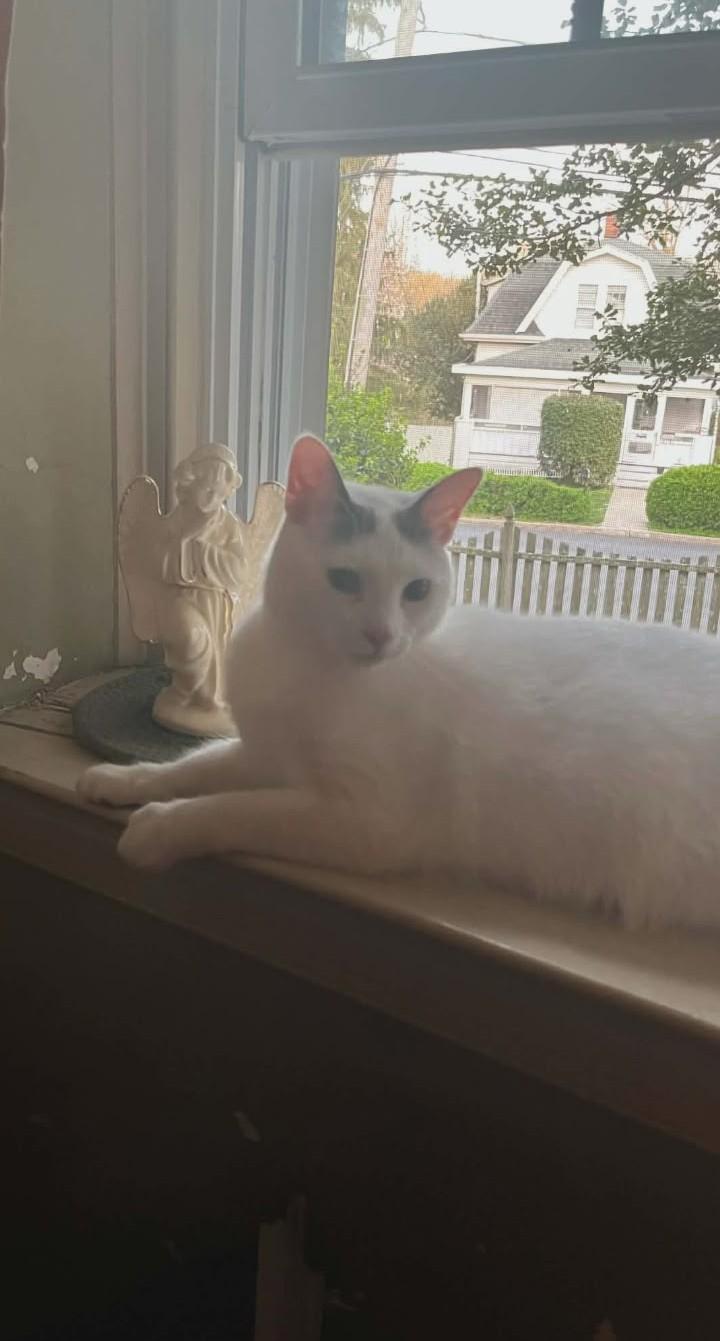 Enlarge Damien, a ADOPTABLE Domestic Short Hair in Springfield, PA image 2/3