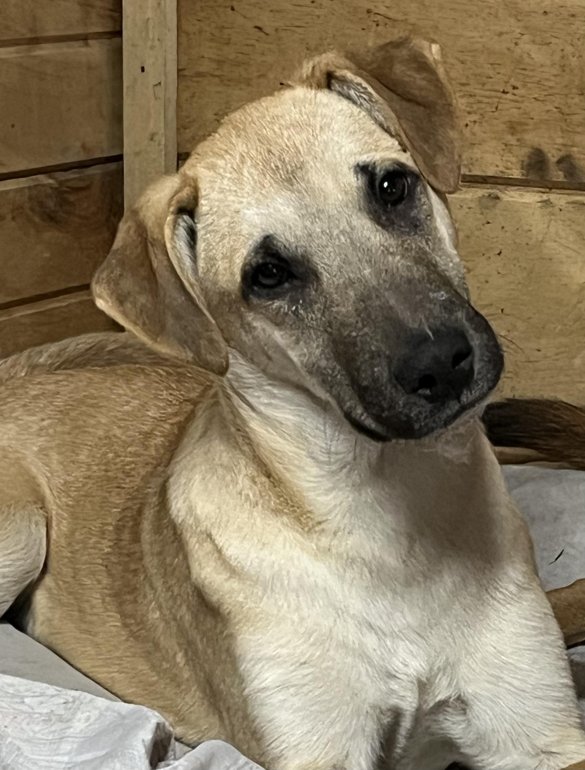 Marco, a Adoptable mixed breed in Portland, ME image 1/4
