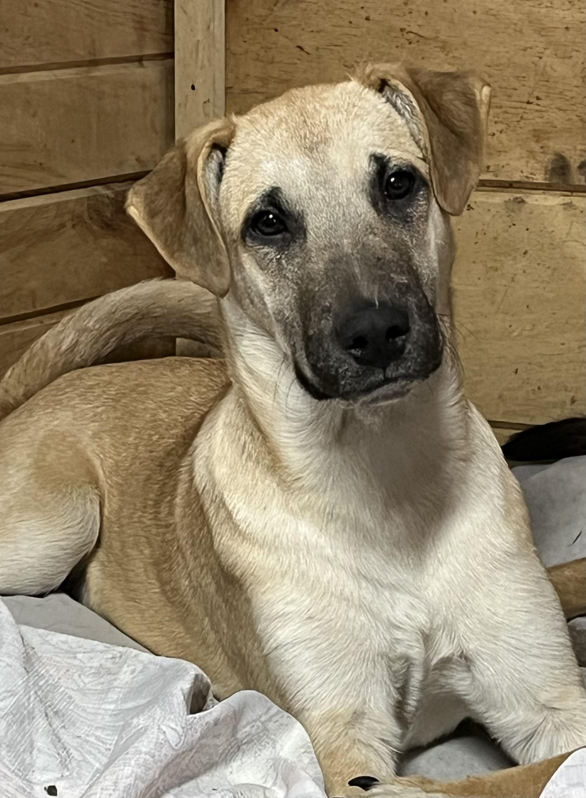 Marco, a Adoptable mixed breed in Portland, ME image 2/4