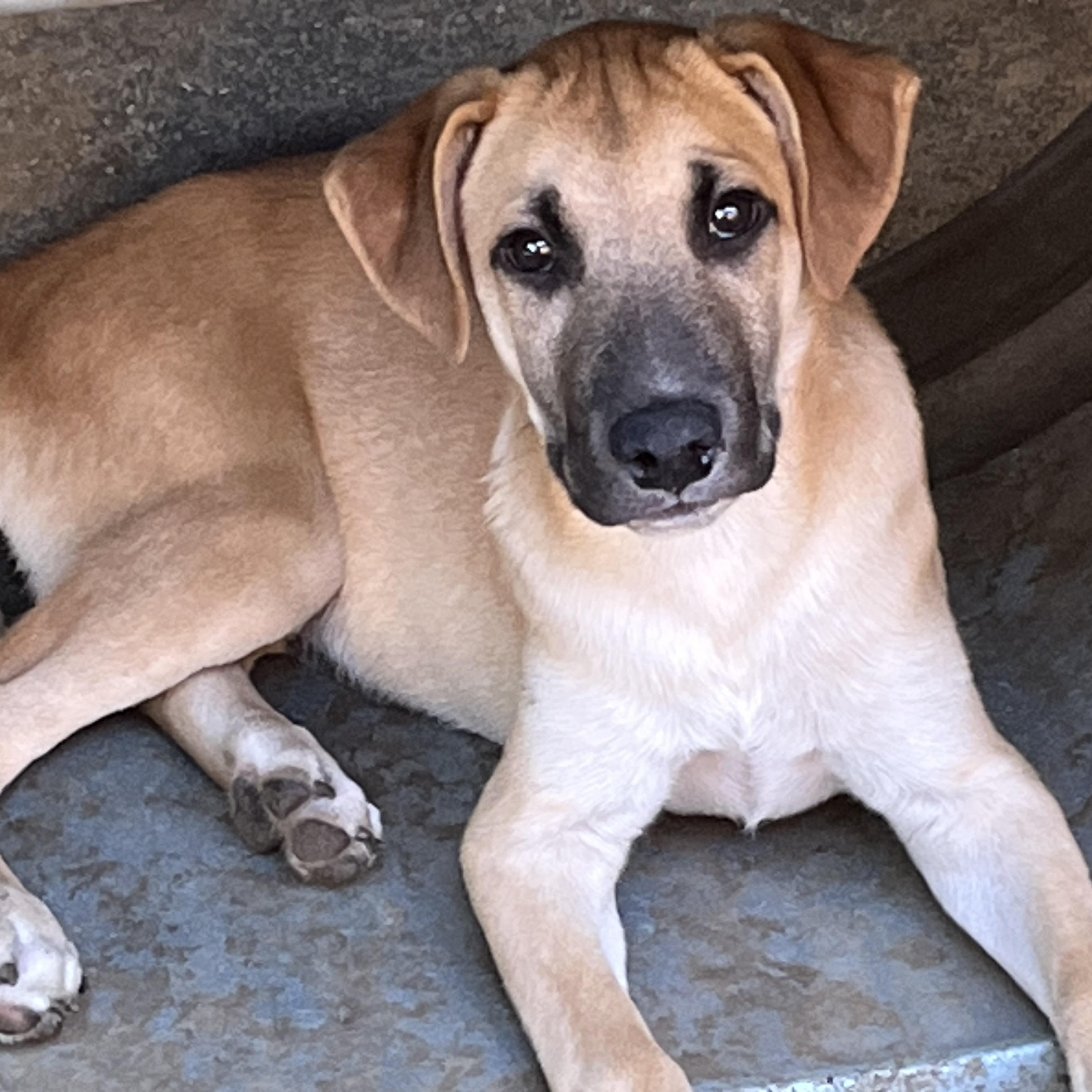 Marco, a Adoptable mixed breed in Portland, ME image 4/4