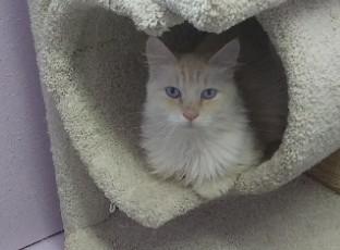 Enlarge Marvin, a Adoptable mixed breed in Libby, MT image 1/2