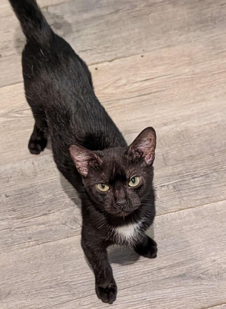 Enlarge Harrison, a Adoptable Domestic Short Hair in Hudson, NH image 4/4