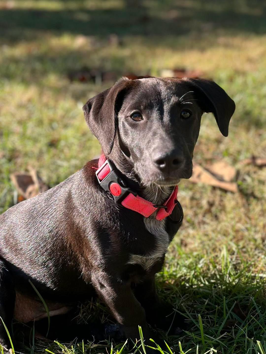 Enlarge Winnie Jo, a Adoptable Mixed Breed in Calhoun, KY image 1/2