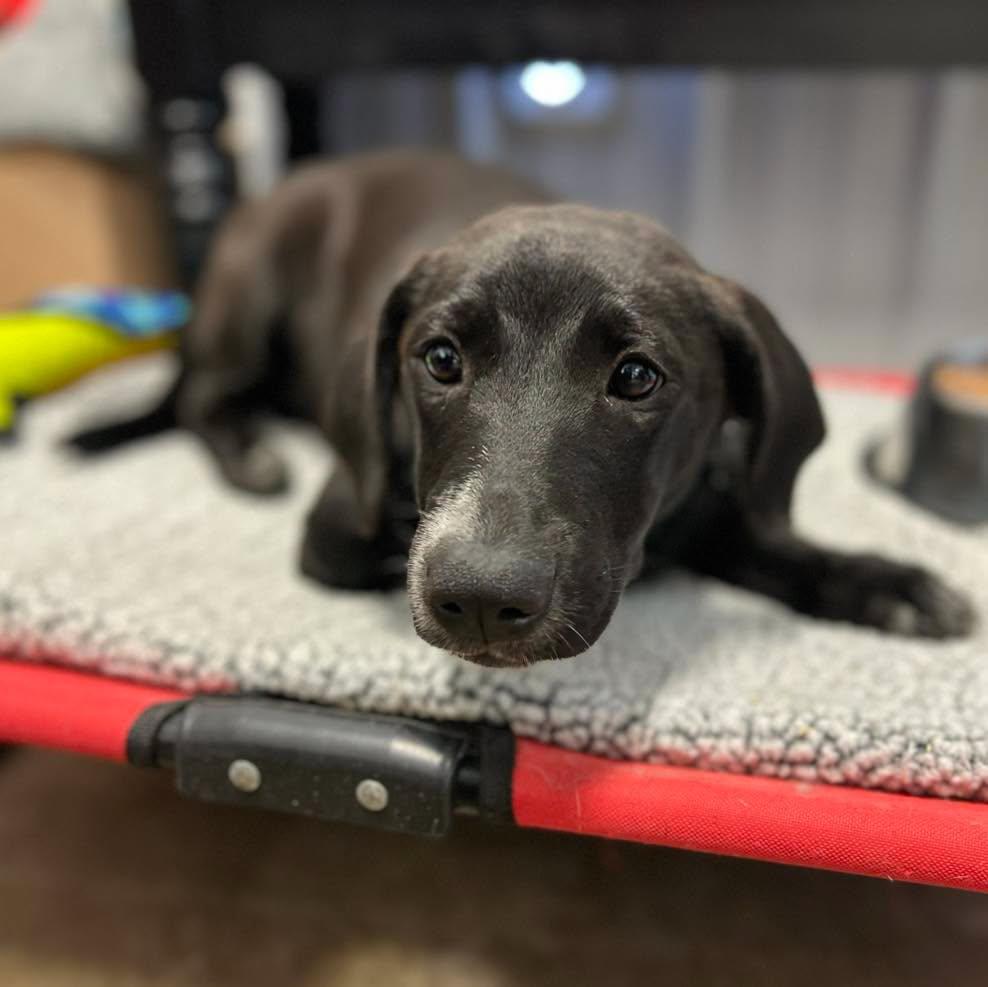 Enlarge Winnie Jo, a Adoptable Mixed Breed in Calhoun, KY image 2/2