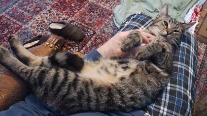 Groovy, Adoptable, Kitten Male Domestic Short Hair & Domestic Short Hair.