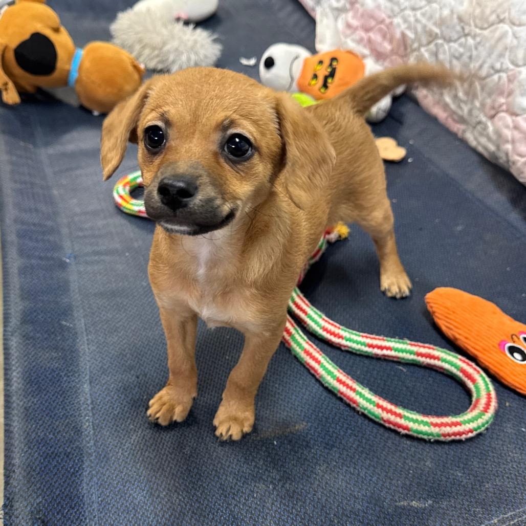 Dove, Adoptable, Puppy Female Pomeranian & Yorkshire Terrier.