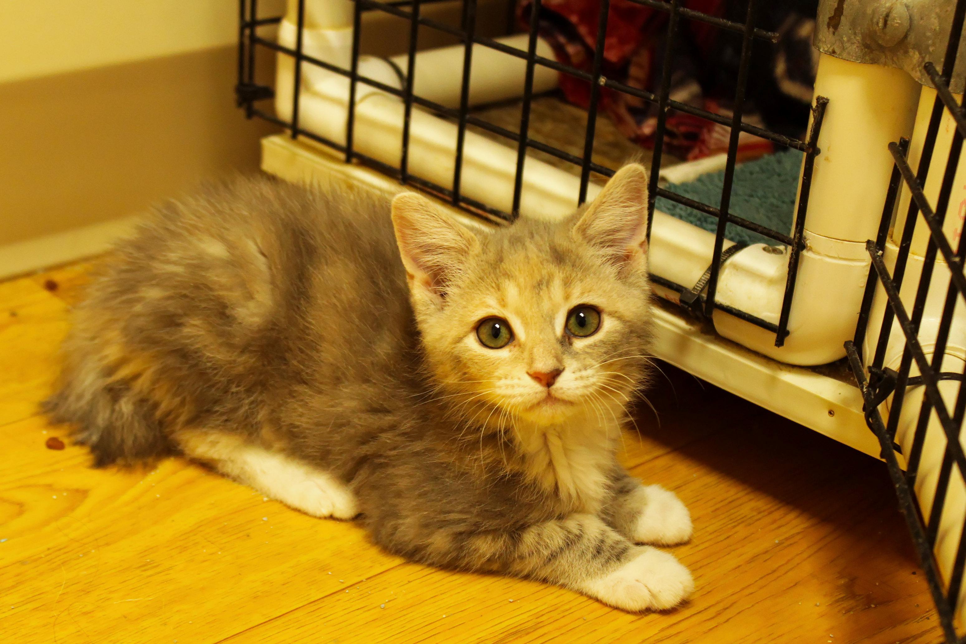 Enlarge Cleo, a ADOPTABLE Dilute Tortoiseshell in Urbana, OH image 3/6