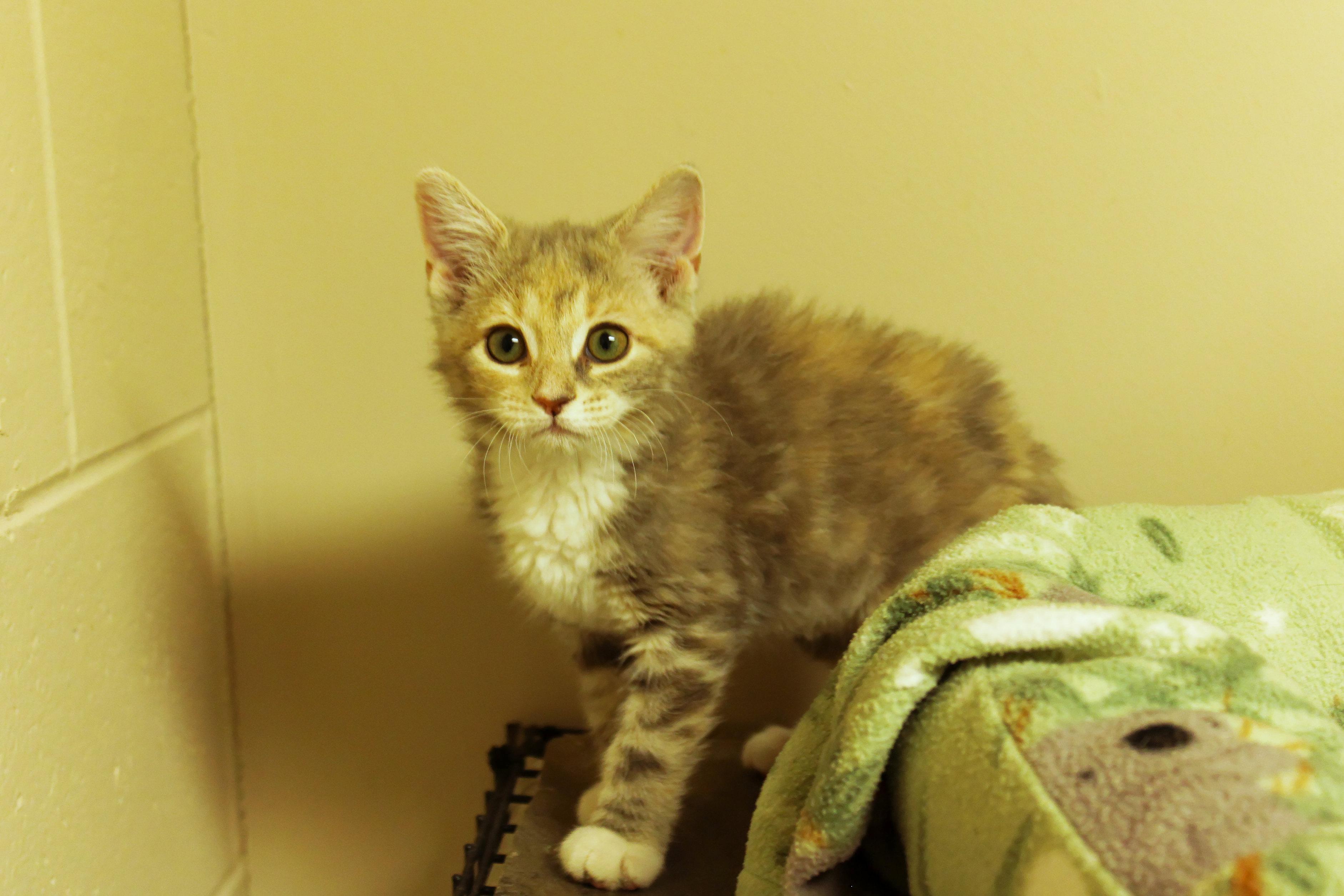 Enlarge Cleo, a ADOPTABLE Dilute Tortoiseshell in Urbana, OH image 1/6