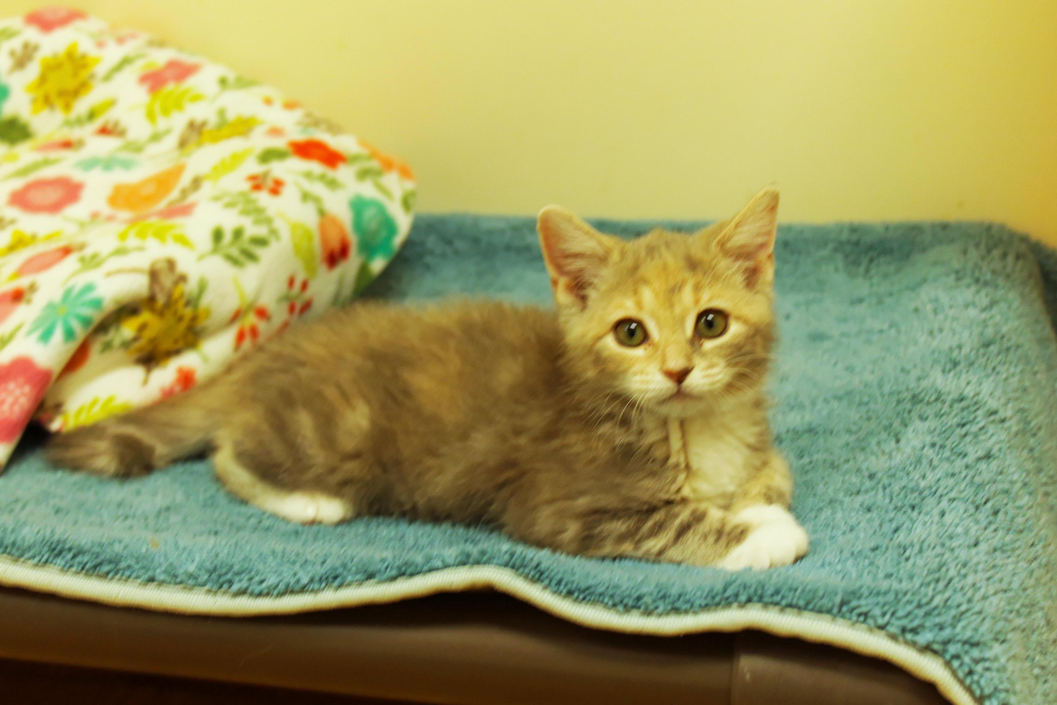 Enlarge Cleo, a ADOPTABLE Dilute Tortoiseshell in Urbana, OH image 4/6