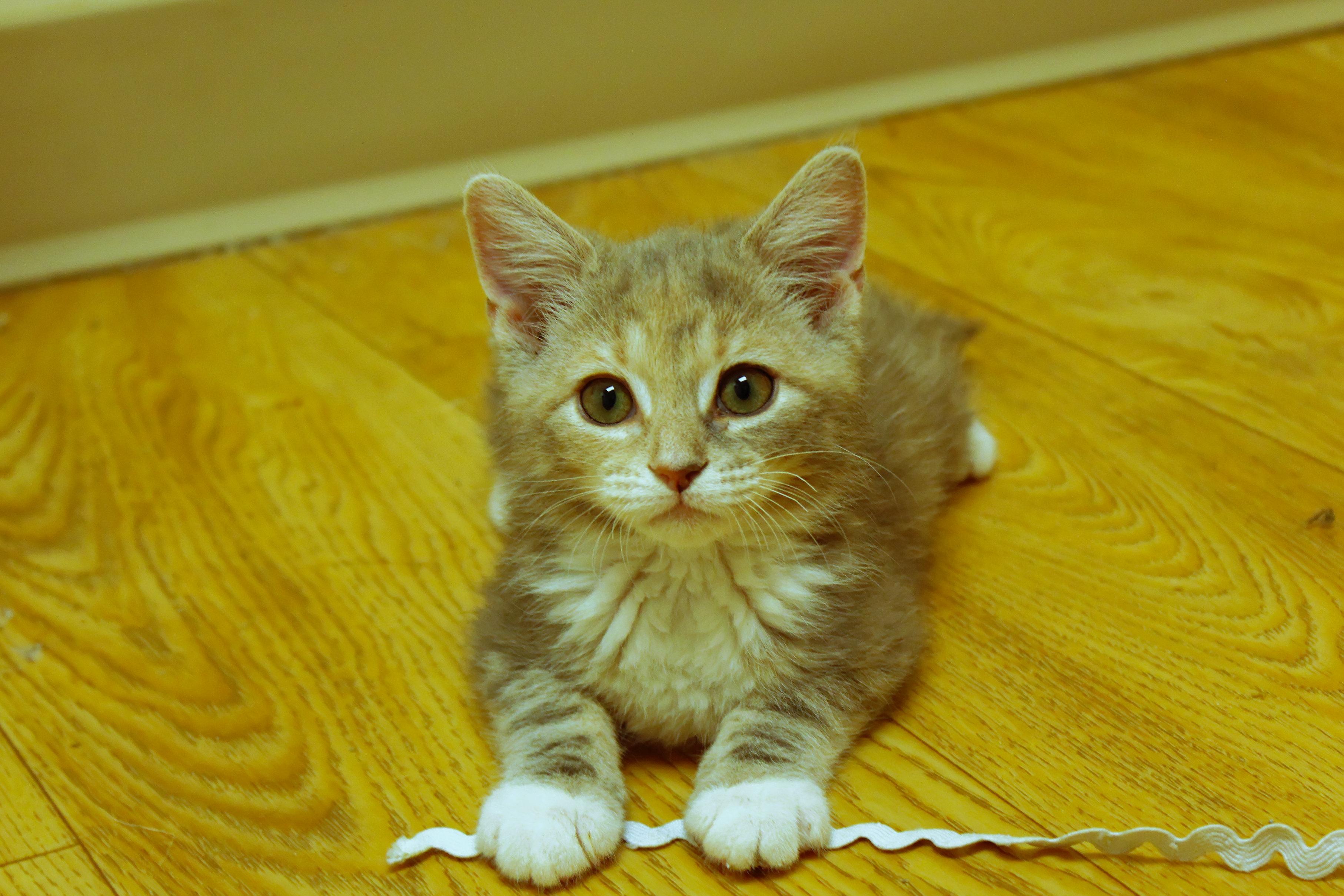 Enlarge Cleo, a ADOPTABLE Dilute Tortoiseshell in Urbana, OH image 6/6