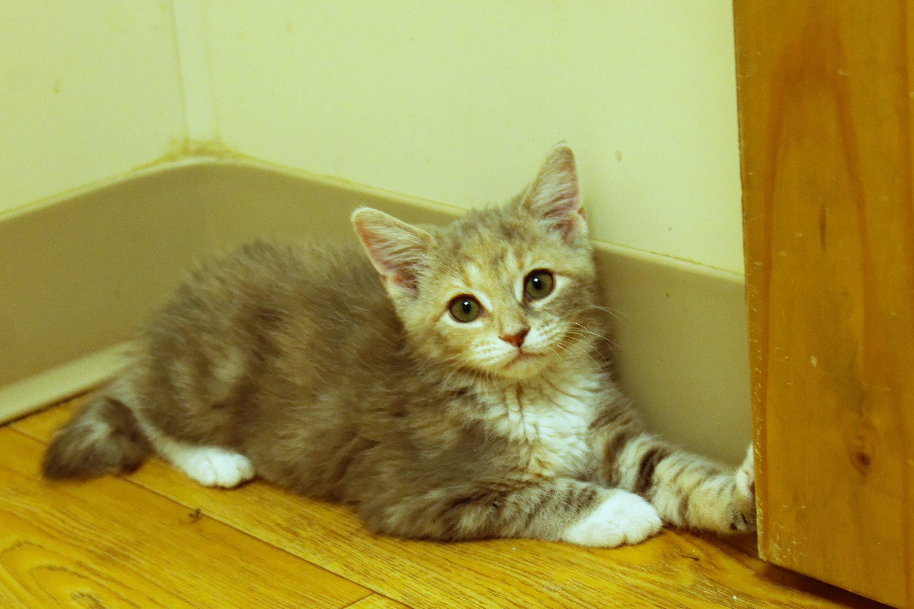 Enlarge Cleo, a ADOPTABLE Dilute Tortoiseshell in Urbana, OH image 2/6
