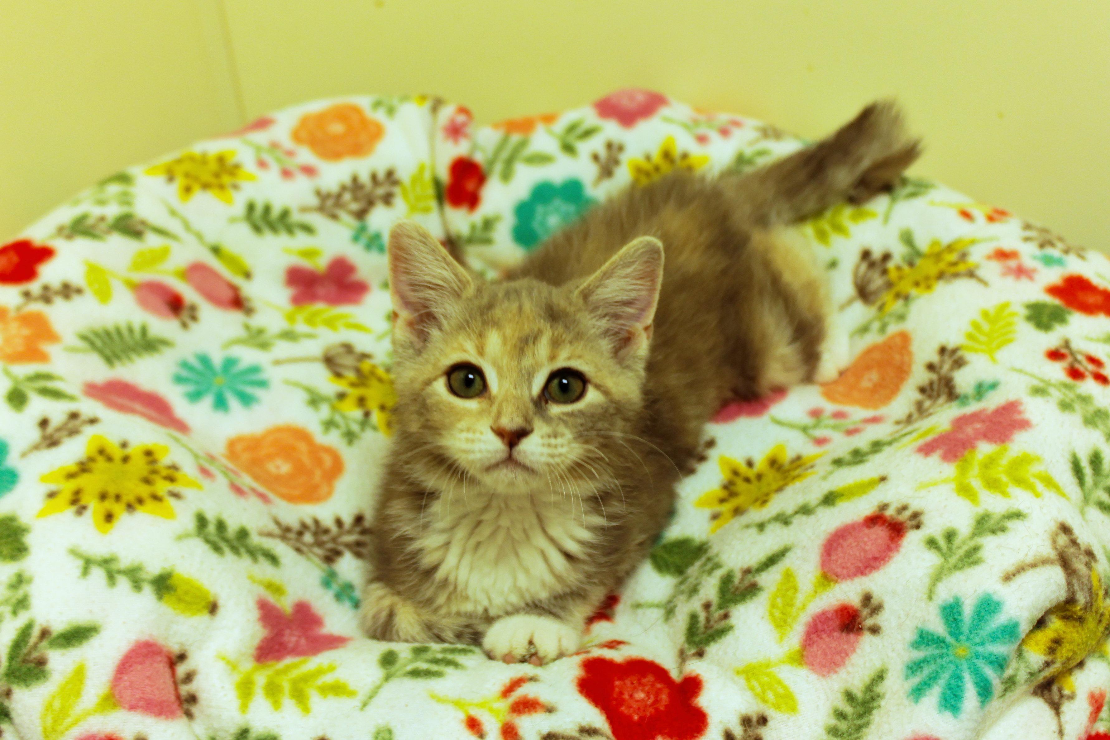 Enlarge Cleo, a ADOPTABLE Dilute Tortoiseshell in Urbana, OH image 5/6