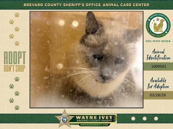 Enlarge Mufasa, a Adoptable mixed breed in Melbourne, FL image 2/3