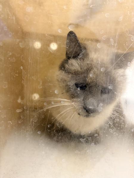 Enlarge Mufasa, a Adoptable mixed breed in Melbourne, FL image 3/3