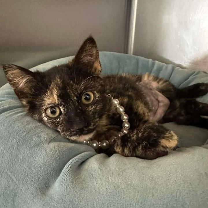 Enlarge Olive, an adopted Domestic Short Hair in Wilmington, NC image 1/3