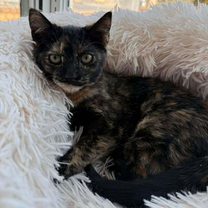 Enlarge Olive, an adopted Domestic Short Hair in Wilmington, NC image 3/3