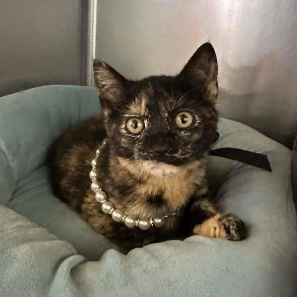 Enlarge Olive, an adopted Domestic Short Hair in Wilmington, NC image 2/3