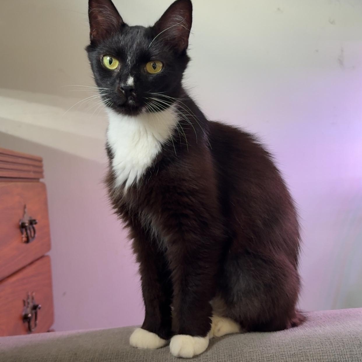Seera, Adoptable, Young Female Domestic Long Hair & Maine Coon.