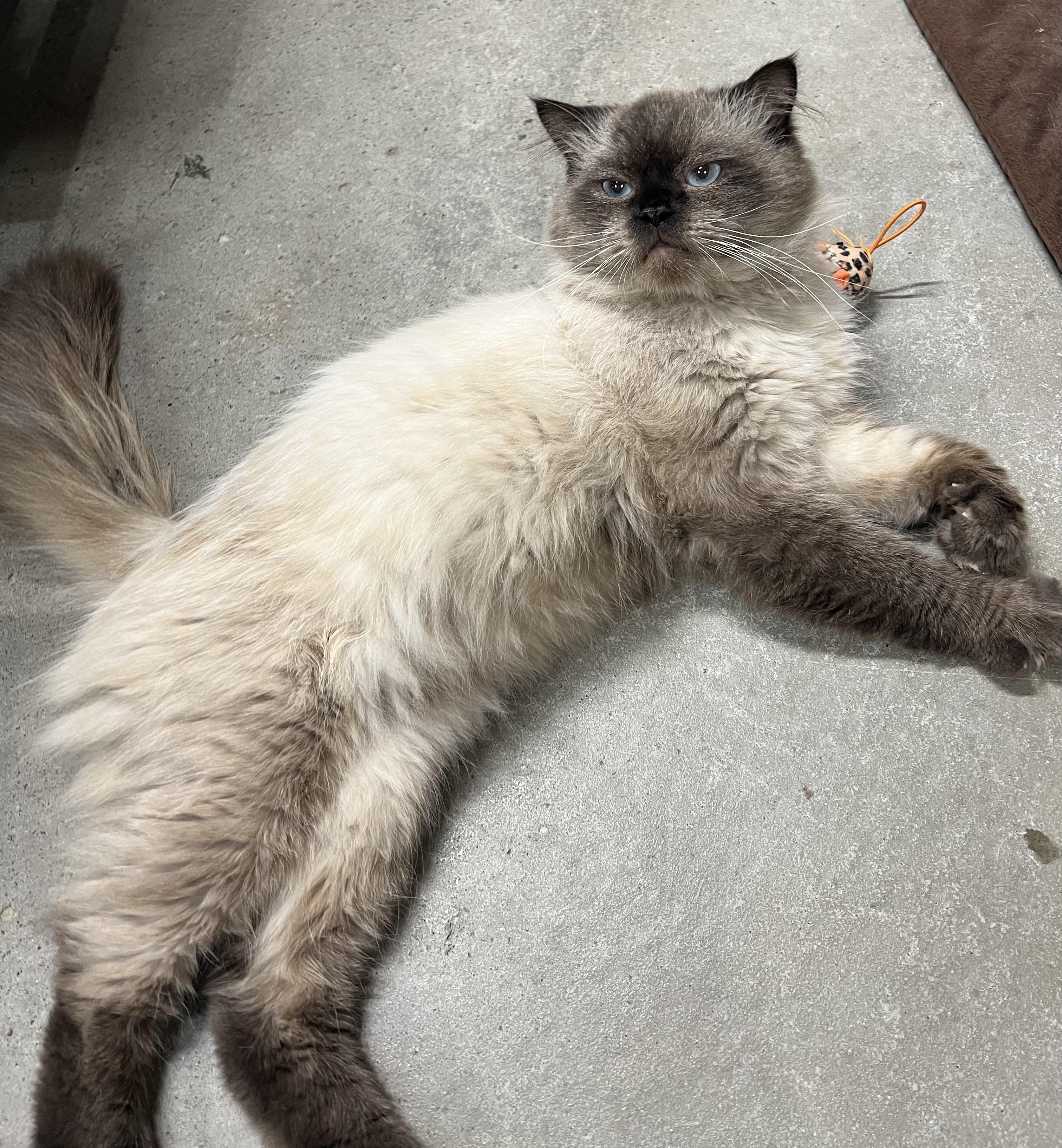 Alexander the Great, an adoptable Himalayan in Williamsville, NY, 14221 | Photo Image 2