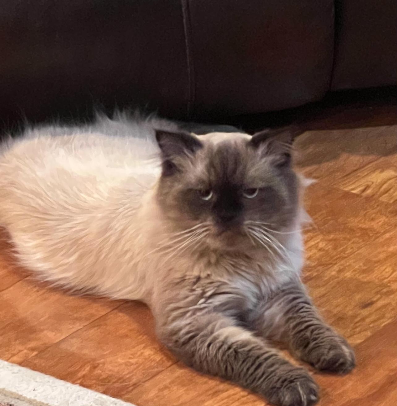 Alexander the Great, an adoptable Himalayan in Williamsville, NY, 14221 | Photo Image 3