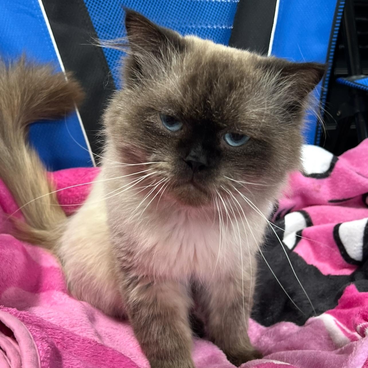 Alexander the Great, an adoptable Himalayan in Williamsville, NY, 14221 | Photo Image 1