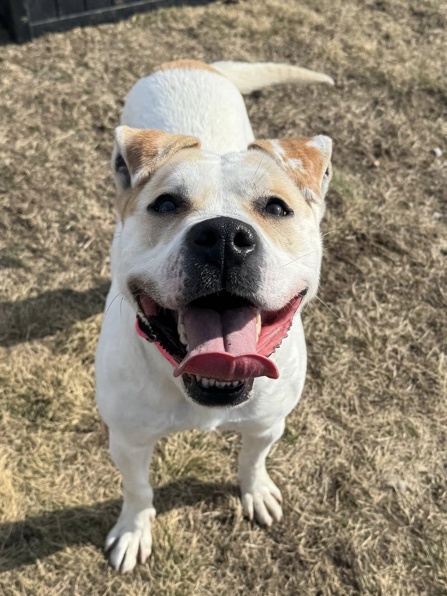 Enlarge Chloe, a ADOPTABLE mixed breed in Shelby, MI image 2/4