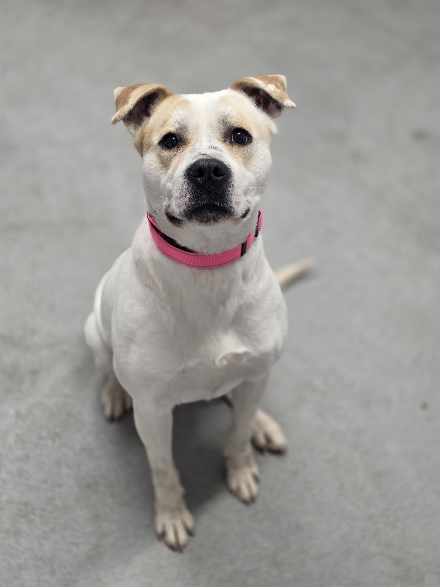 Chloe, ADOPTABLE, Adult Female Pit Bull Terrier & Staffordshire Bull Terrier.