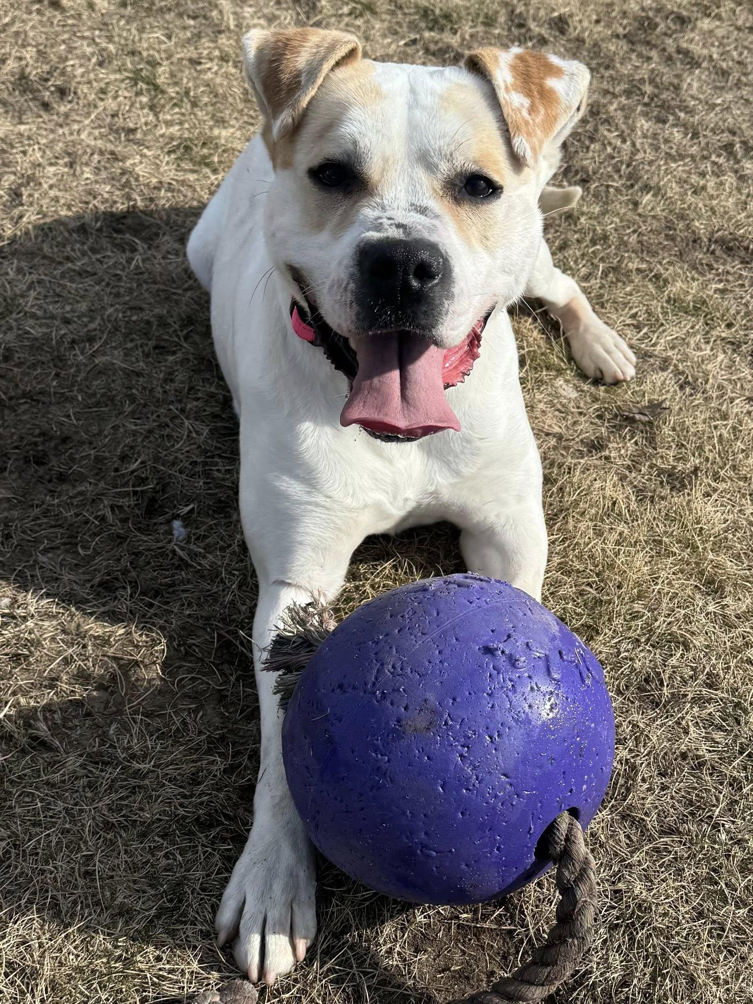 Enlarge Chloe, a ADOPTABLE mixed breed in Shelby, MI image 3/4