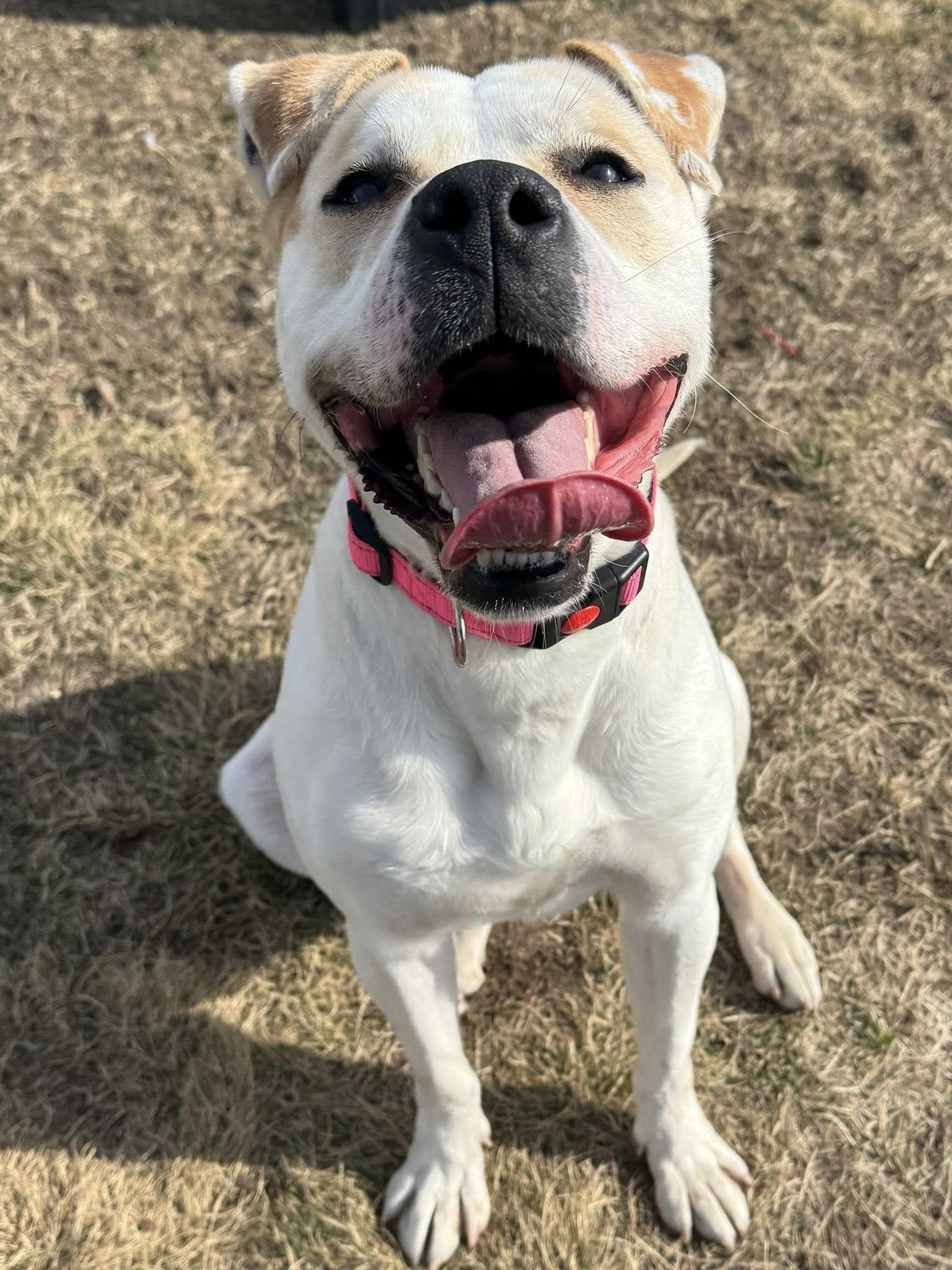 Enlarge Chloe, a ADOPTABLE mixed breed in Shelby, MI image 4/4