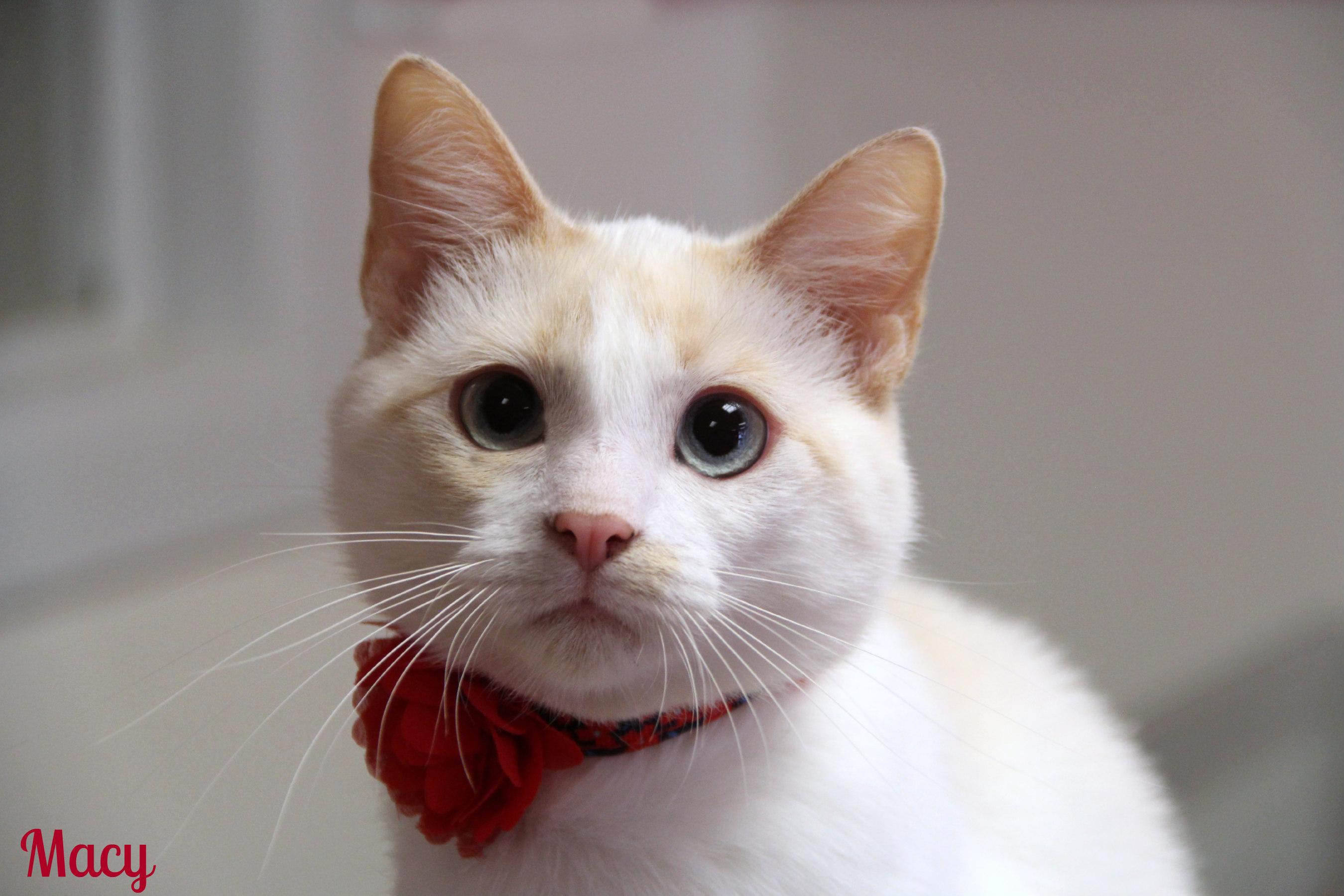 Macy, ADOPTABLE, Young Female Siamese.