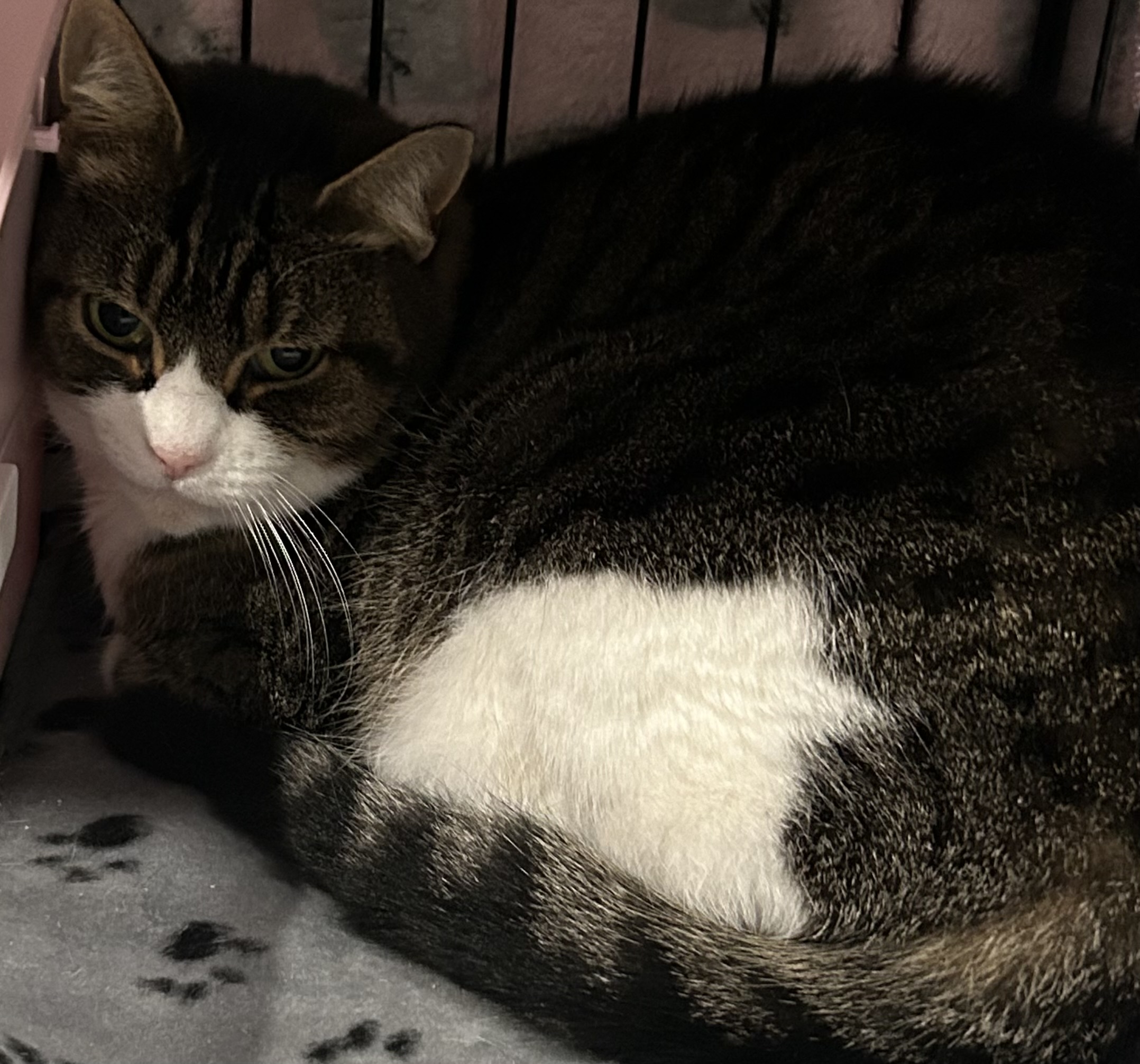 Little one, Adoptable, Adult Female Domestic Short Hair.