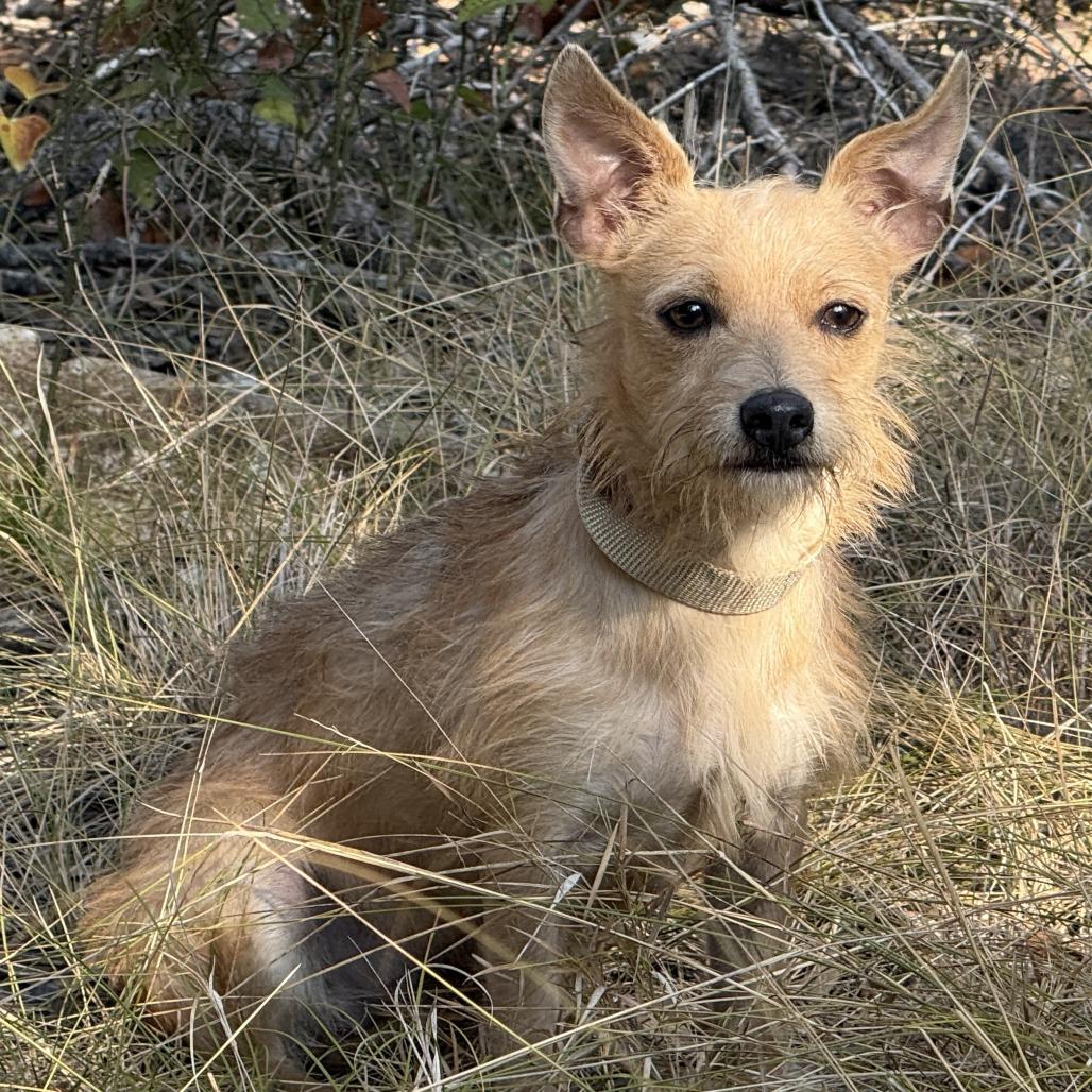 Enlarge Pinky, a Adoptable mixed breed in San Antonio, TX image 4/5