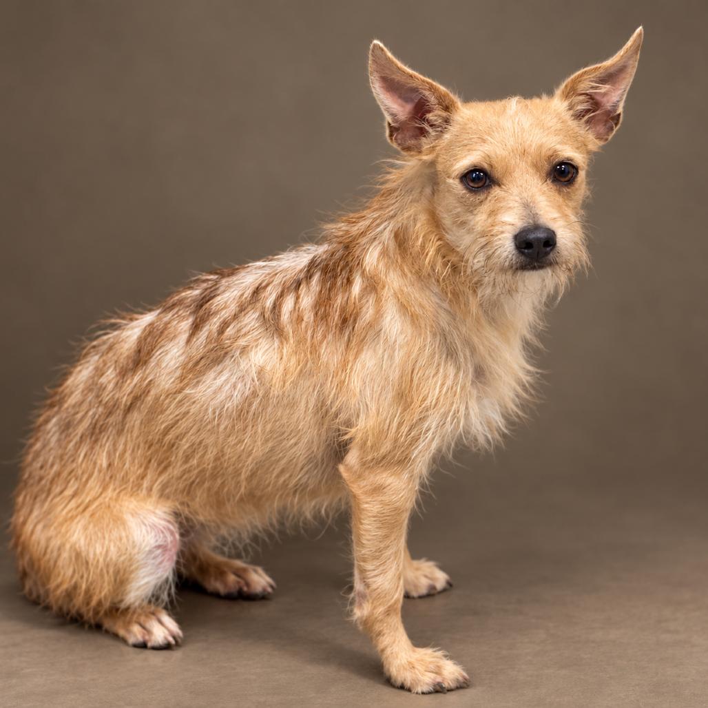 Pinky, Adoptable, Young Female Terrier & Chihuahua.