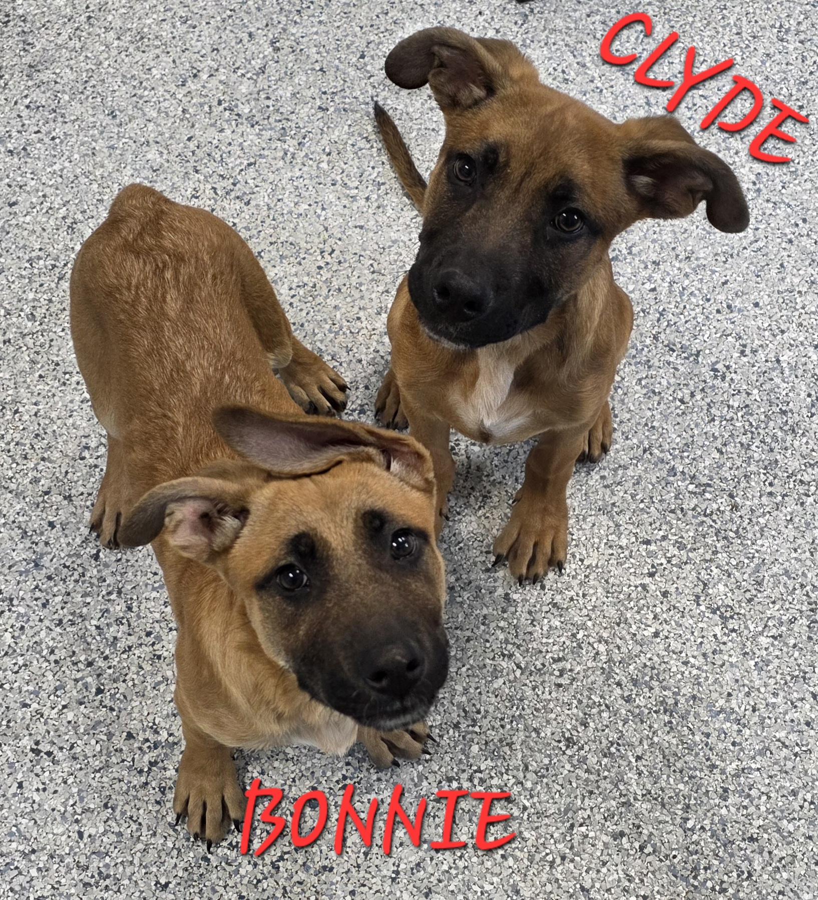 Enlarge Bonnie & Clyde, a ADOPTABLE mixed breed in Momence, IL image 1/1