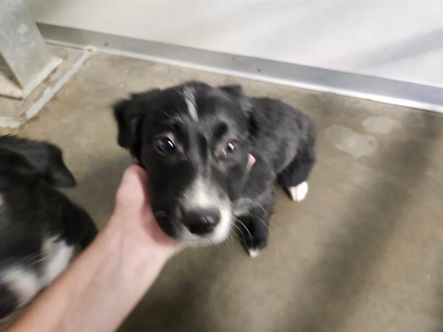LUCKY, Adoptable, Puppy Female Australian Shepherd & Mixed Breed.
