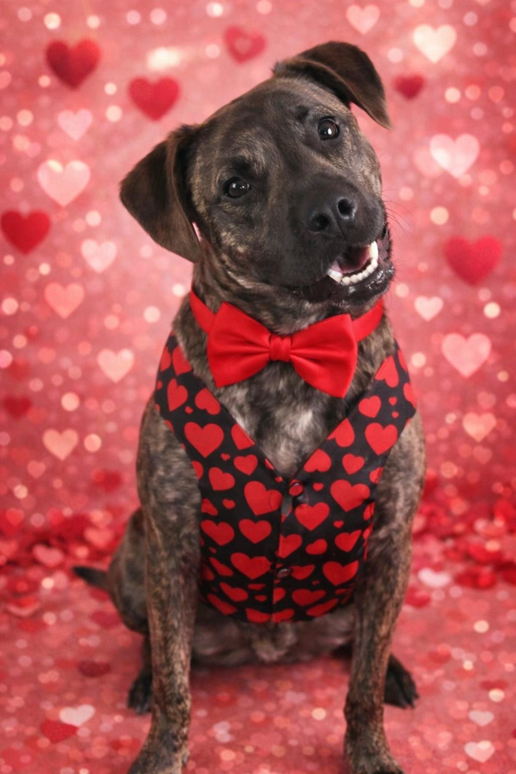 Paxton, ADOPTABLE, Adult Male Boxer & Pit Bull Terrier.