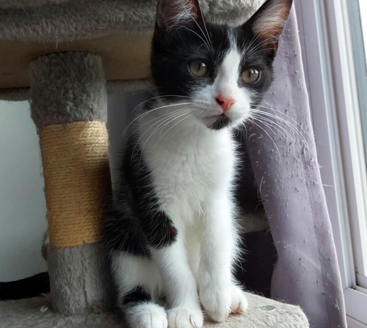 Joëlle, a Adoptable Tuxedo in Verdun, QC image 1/2