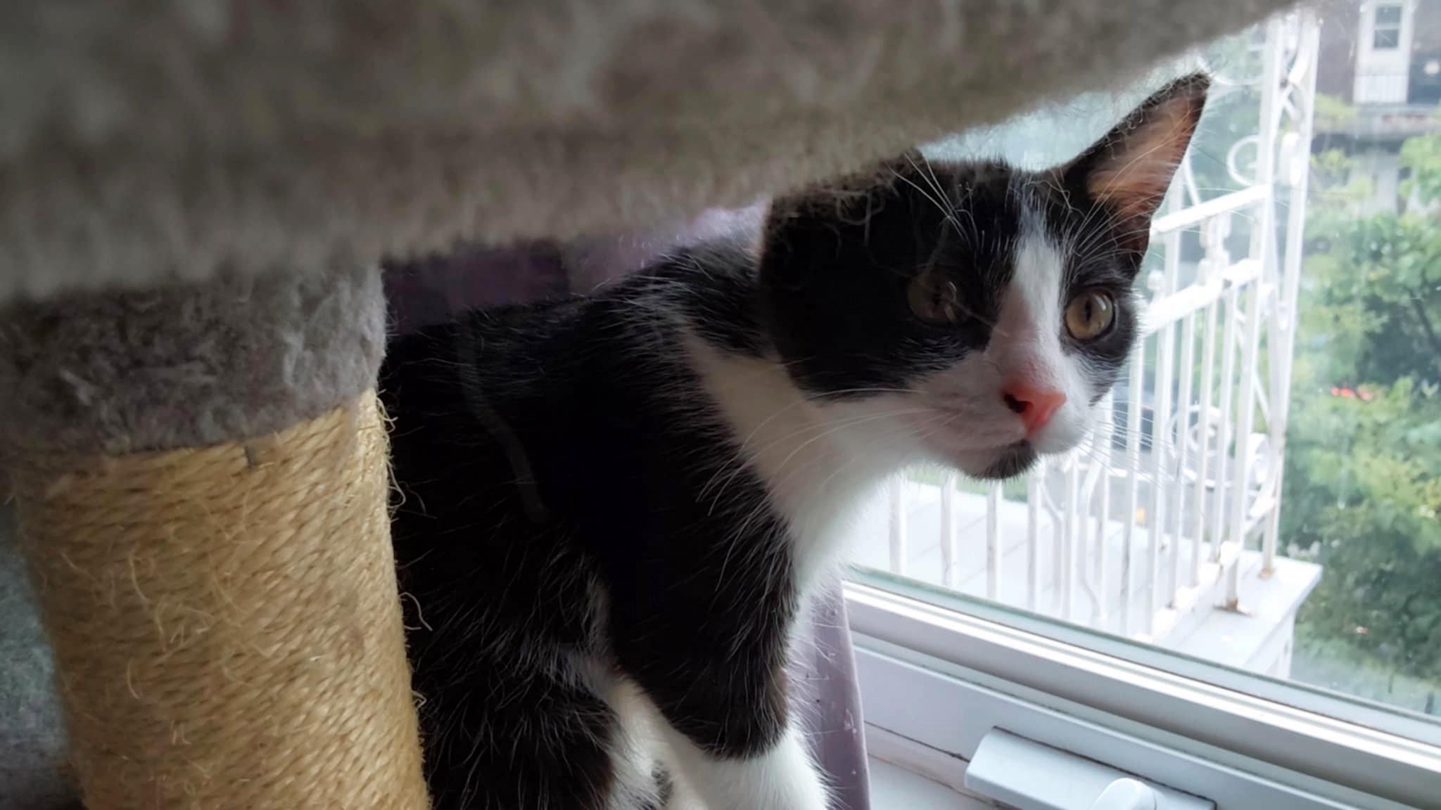 Joëlle, a Adoptable Tuxedo in Verdun, QC image 2/2