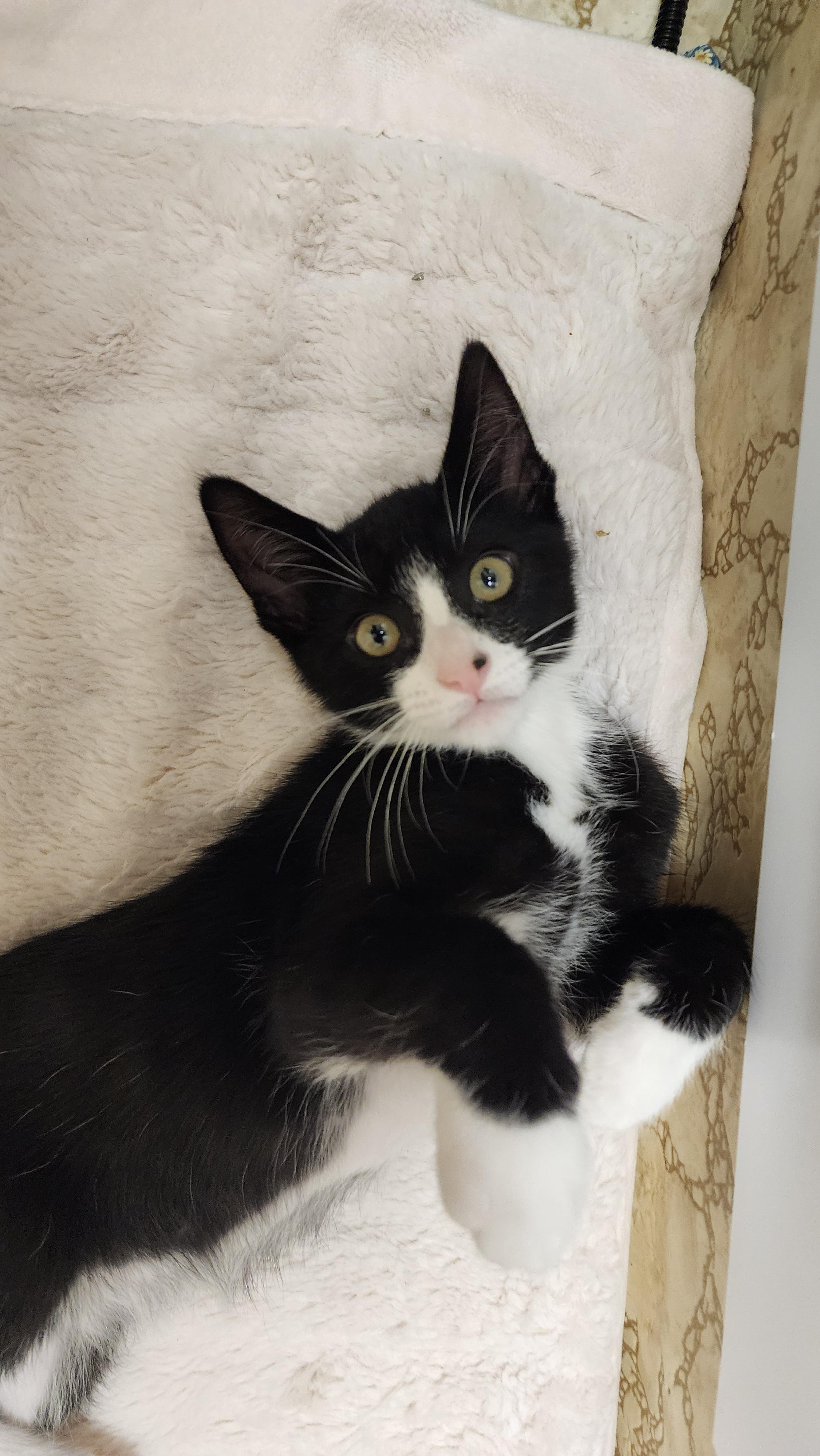 Enlarge ROLO, a Adoptable mixed breed in Escalon, CA image 5/6