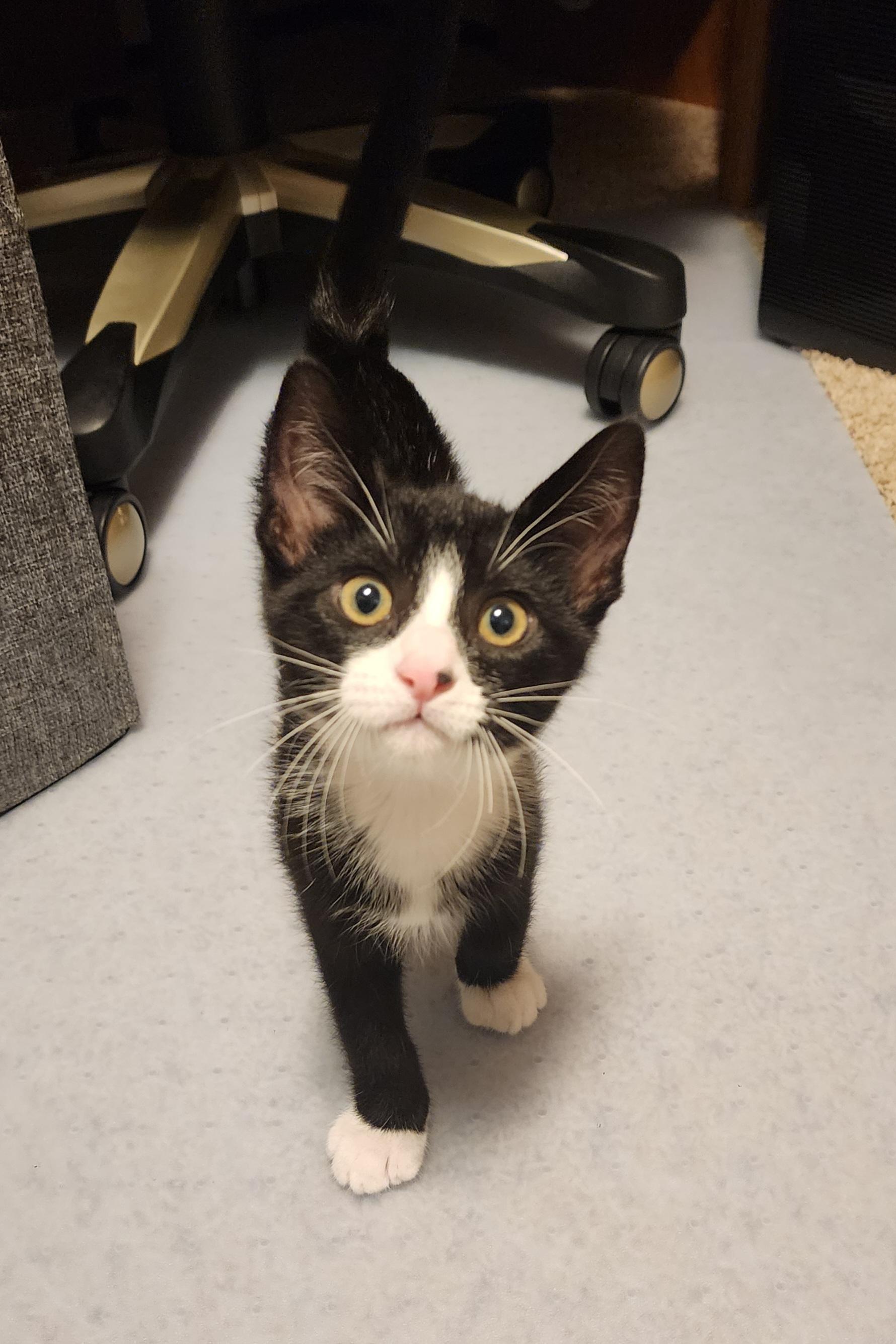 ROLO, Adoptable, Kitten Female Tuxedo & Domestic Short Hair.