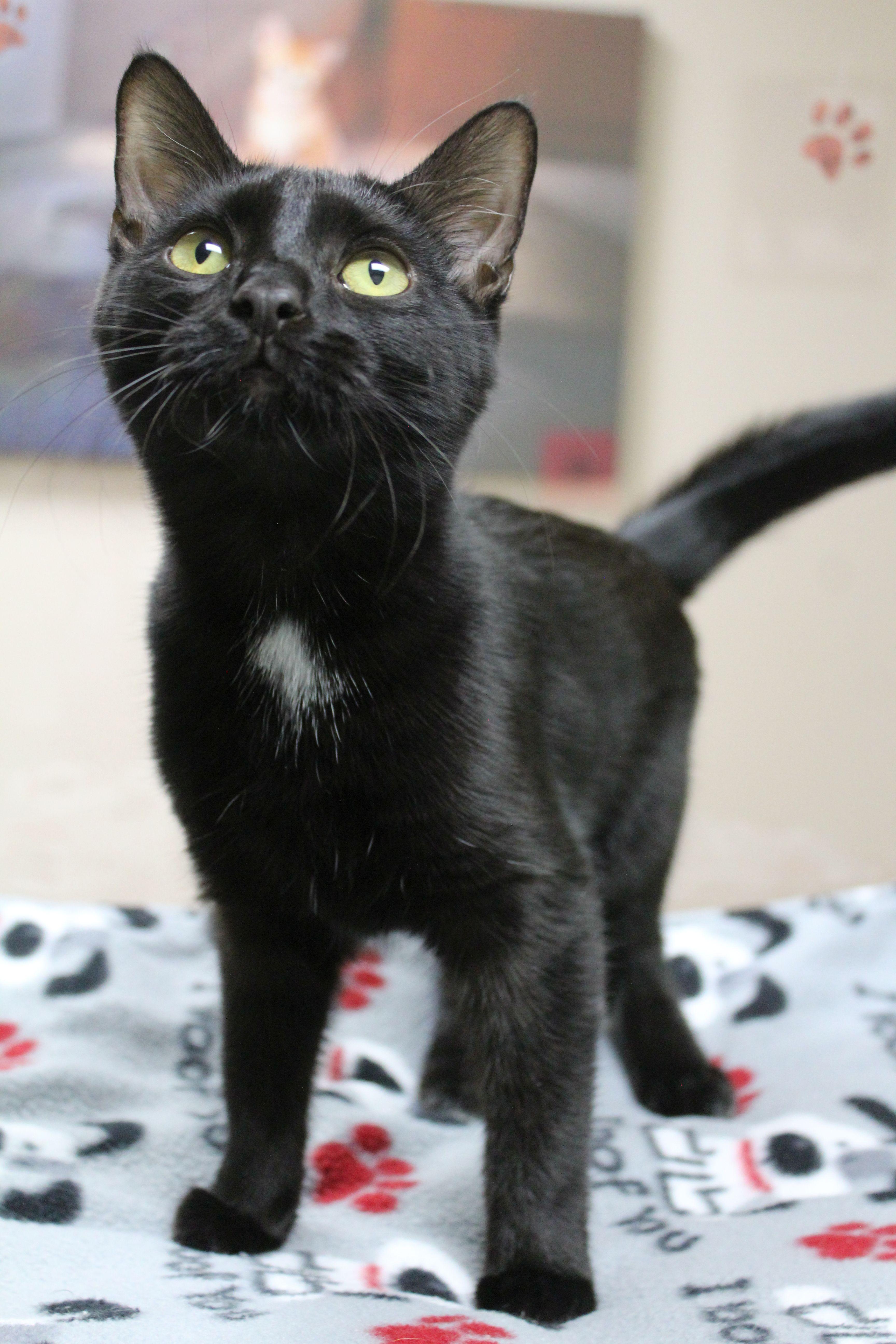 Janet, a Adoptable Domestic Short Hair in Portage, WI image 1/3
