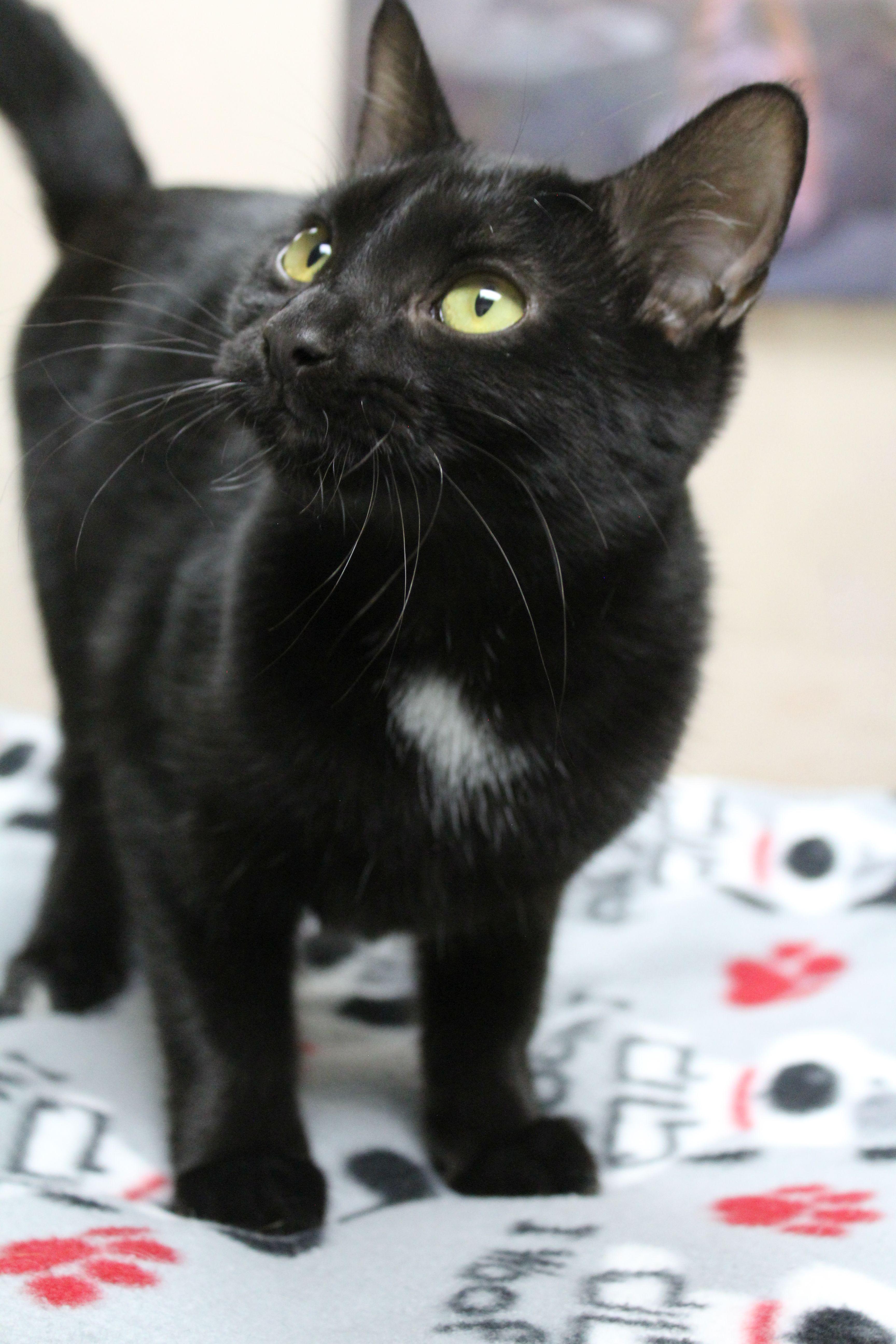 Janet, a Adoptable Domestic Short Hair in Portage, WI image 2/3