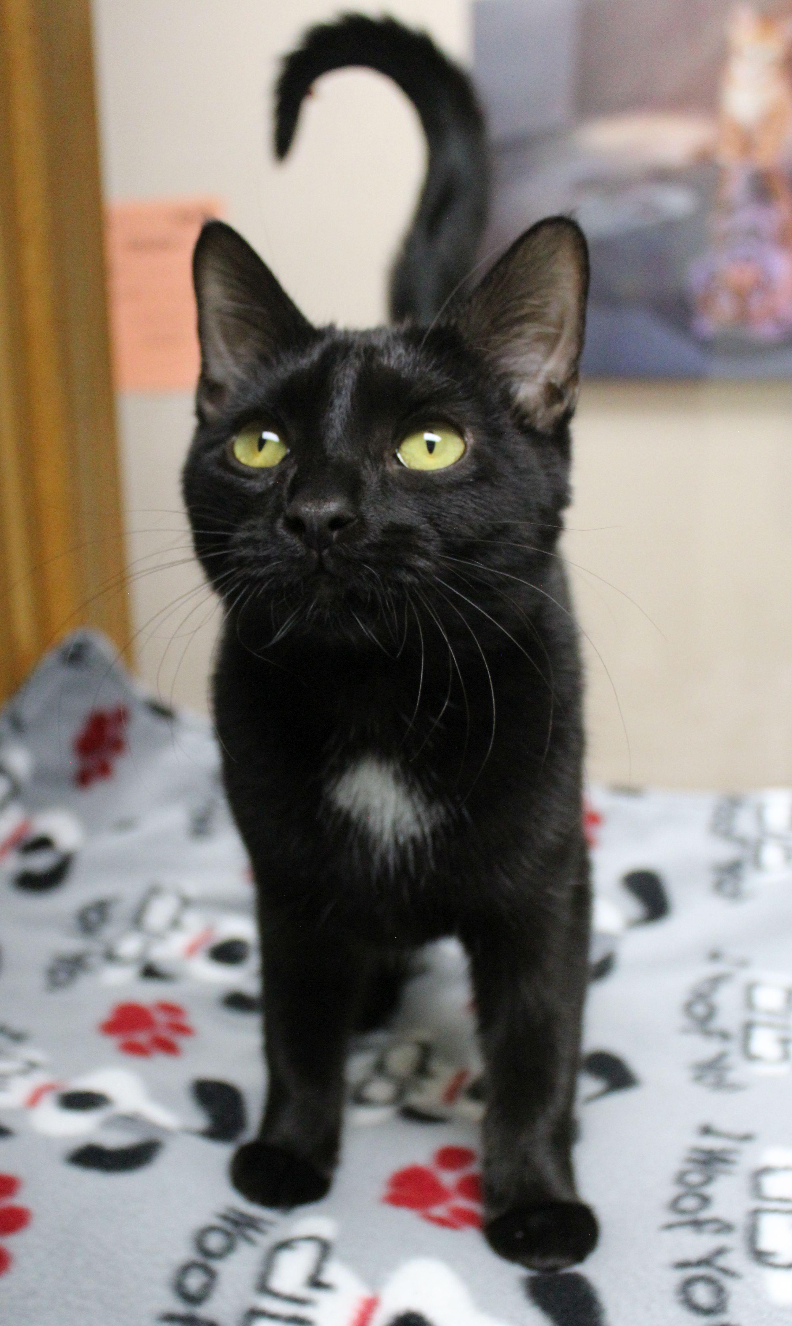 Janet, a Adoptable Domestic Short Hair in Portage, WI image 3/3