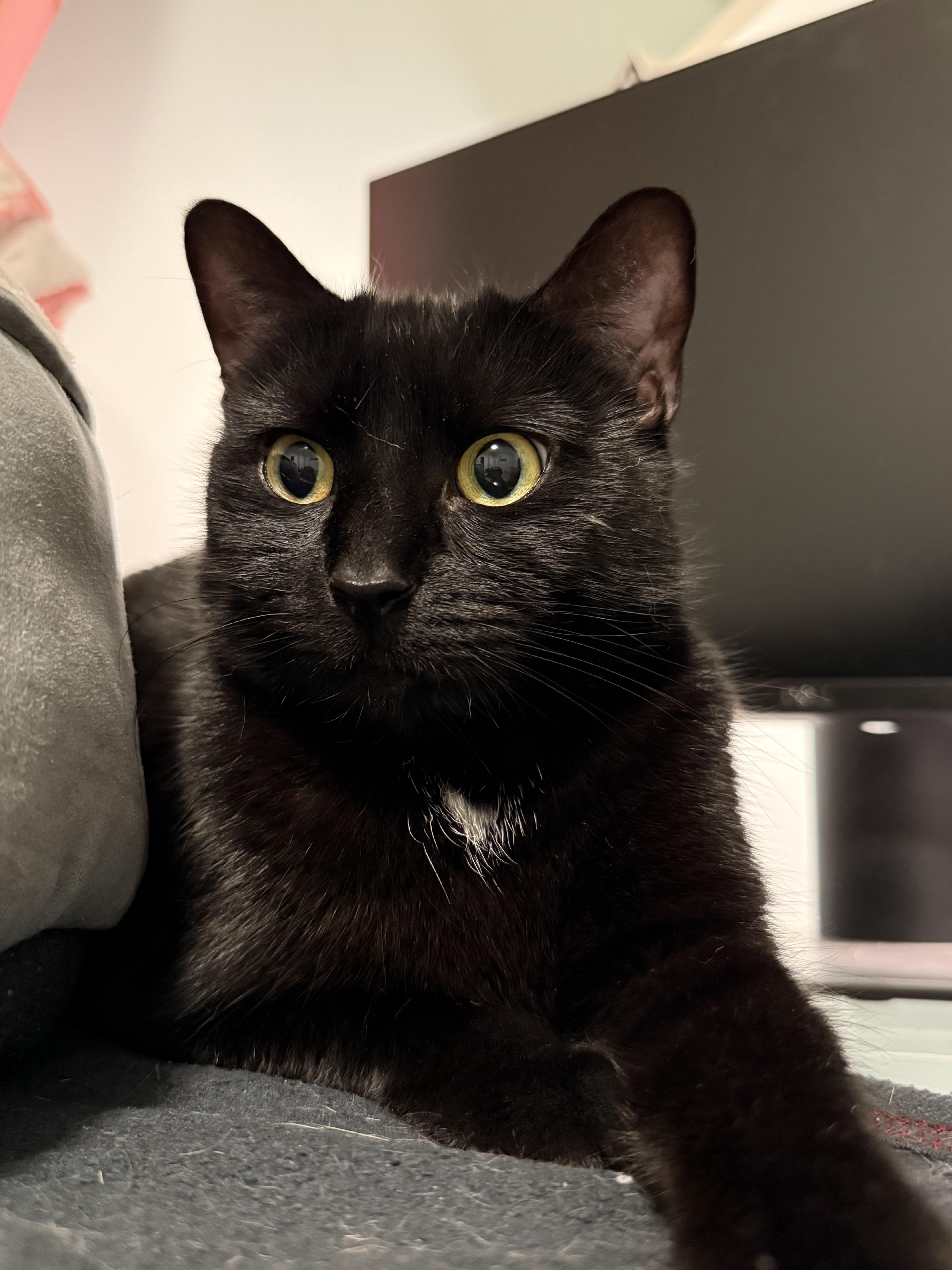 J.Jill, ADOPTABLE, Young Female Domestic Short Hair.