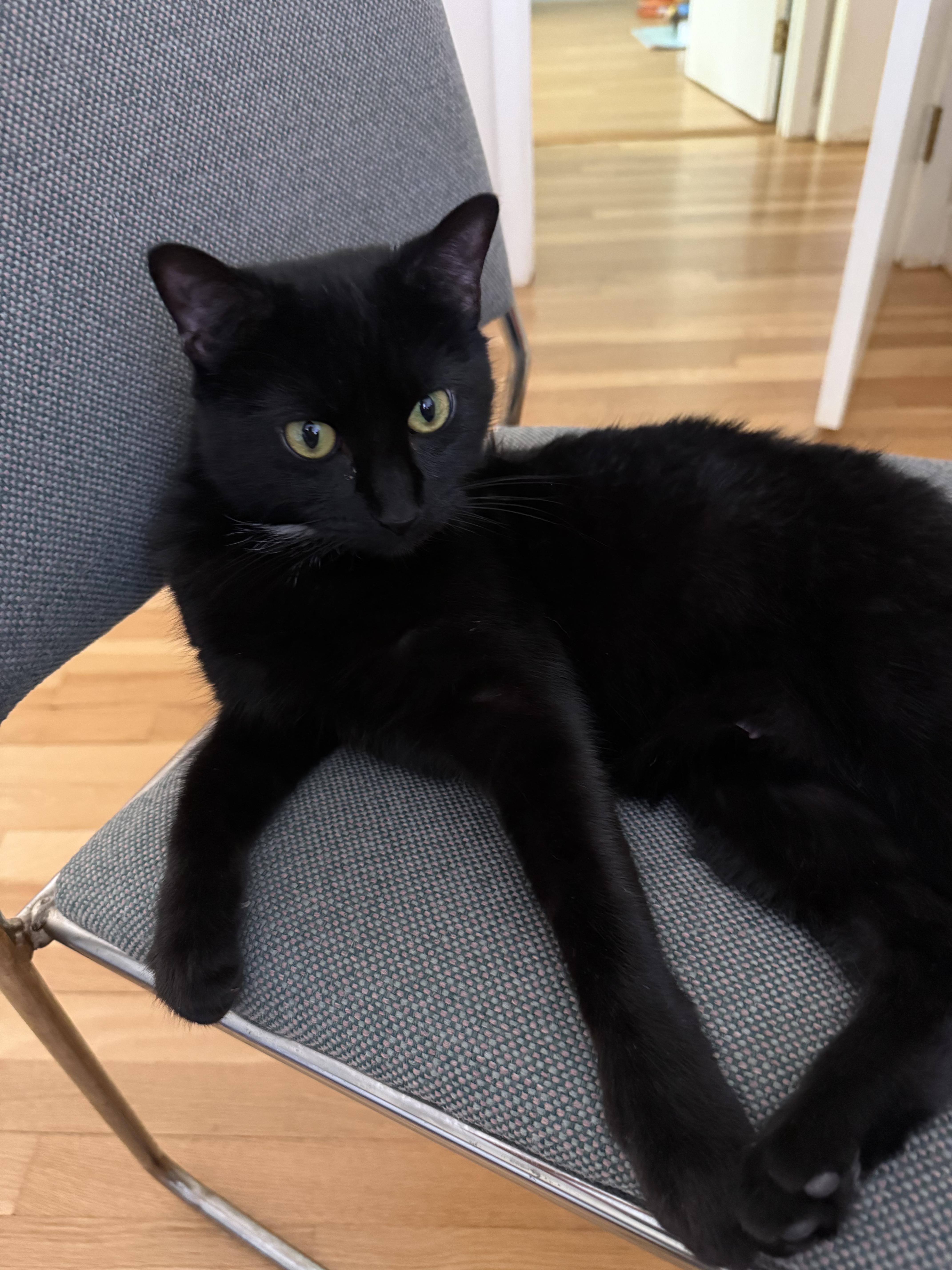 J.Jill, a ADOPTABLE Domestic Short Hair in Melrose, MA image 3/4